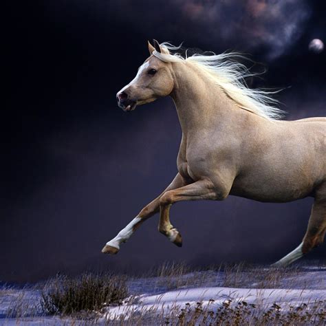 wallpaper horse pictures|Stunning Horse Pictures & Images in HD .
